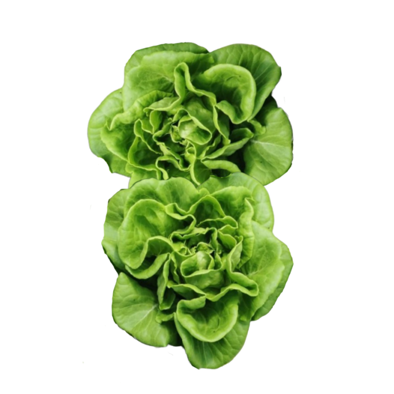 Butterhead Green Harvest