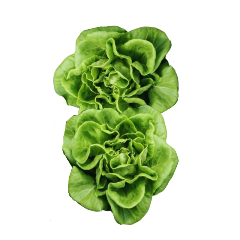 Butterhead Green Harvest