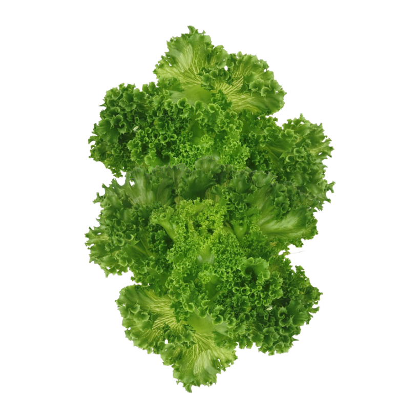 Crystal Lettuce - Green Harvest