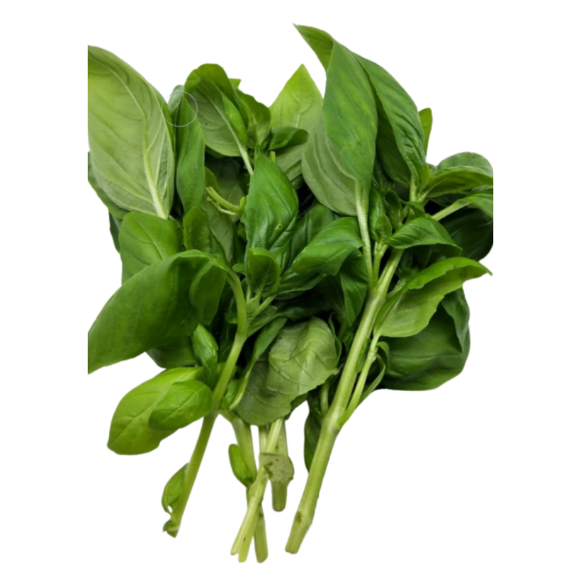 Sweet Basil Green Harvest